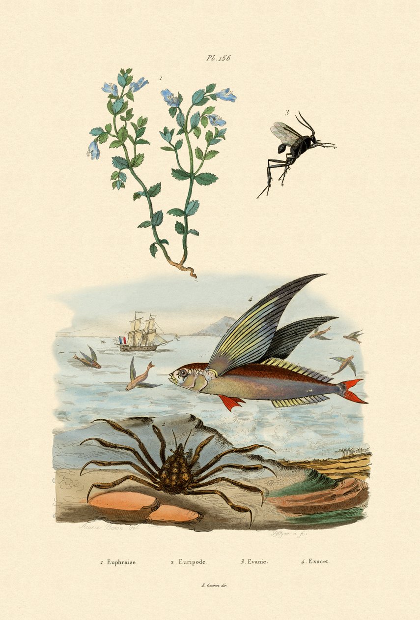 Eyebright, 1833-39 de French School
