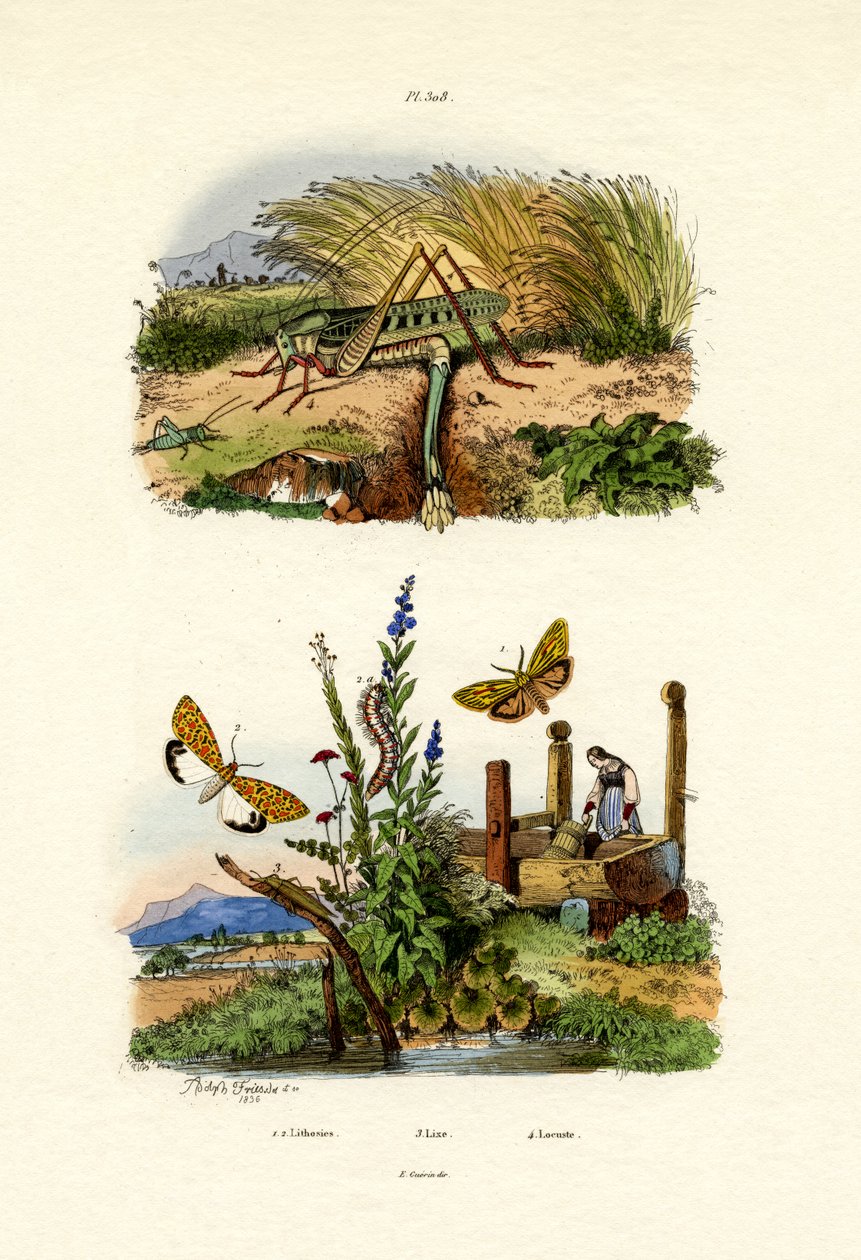 Traça de Webworm da queda, 1833-39 de French School