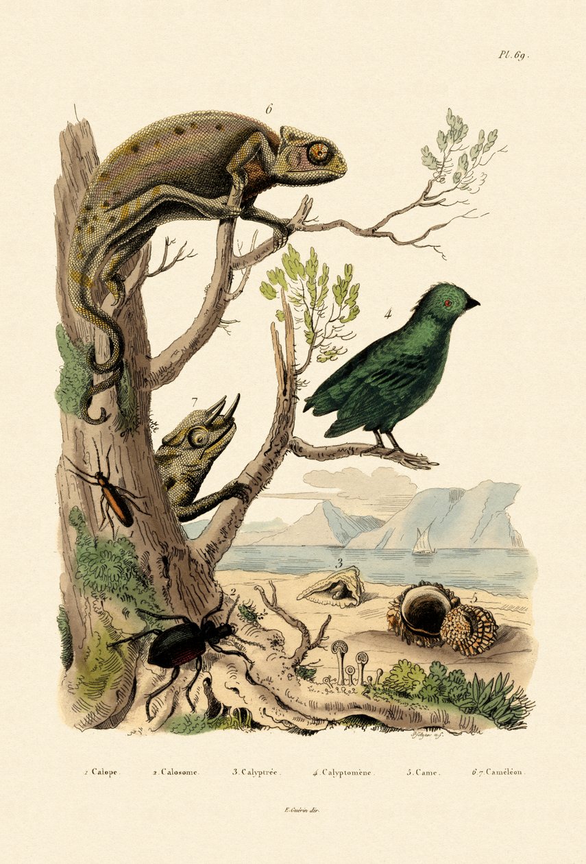 Besouro de bolha falsa, 1833-39 de French School