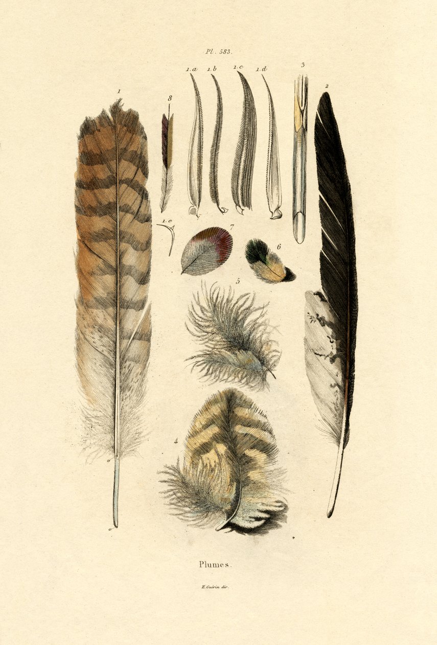 Penas, 1833-39 de French School
