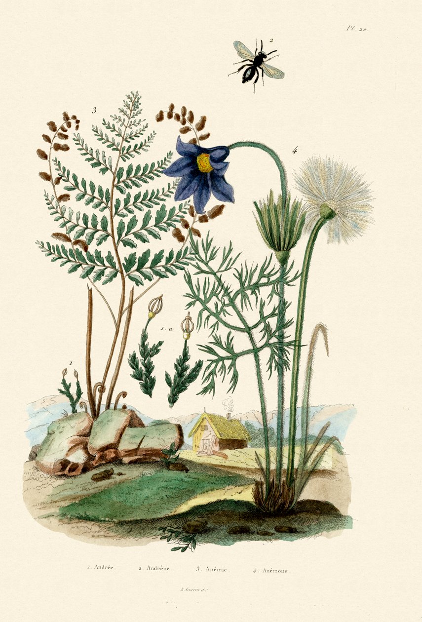 Samambaia, 1833-39 de French School