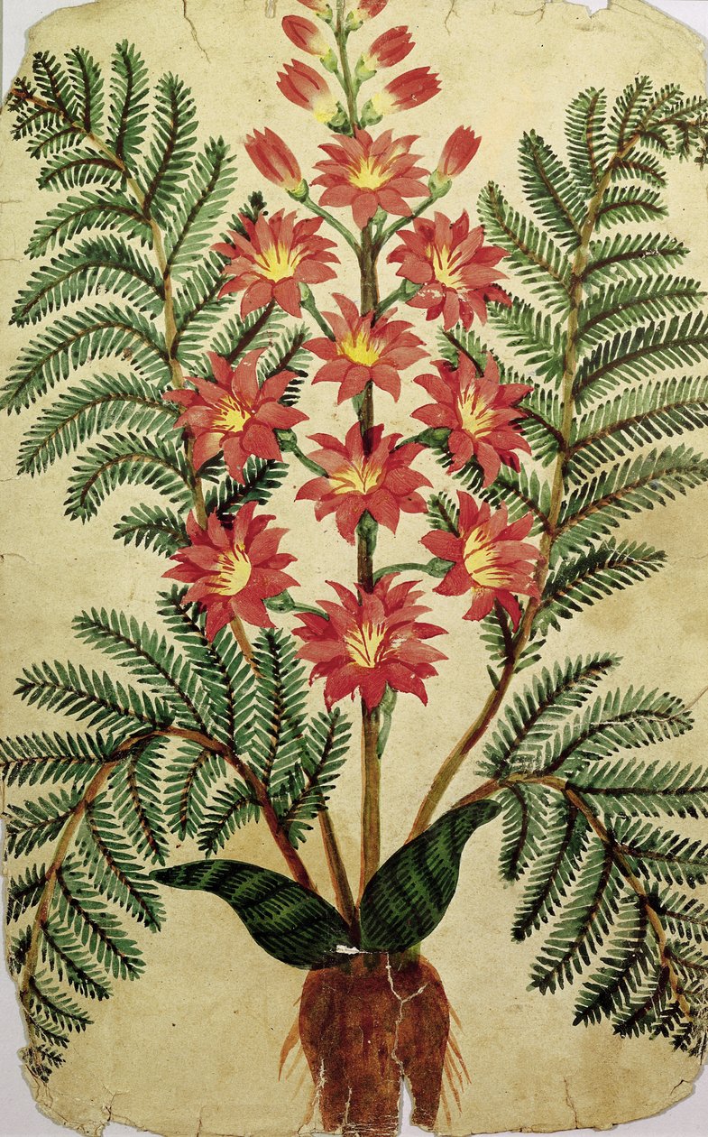 Samambaia com flores vermelhas e amarelas, placa de um comerciante de sementes em Oisans de French School