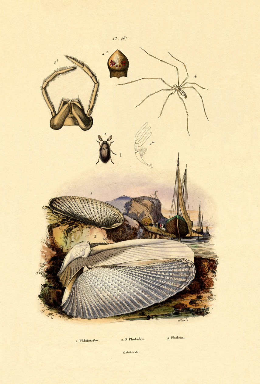 Casca de Dedo, 1833-39 de French School