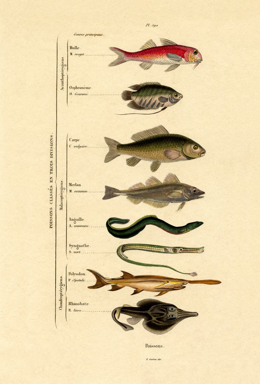 Peixe, 1833-39 de French School