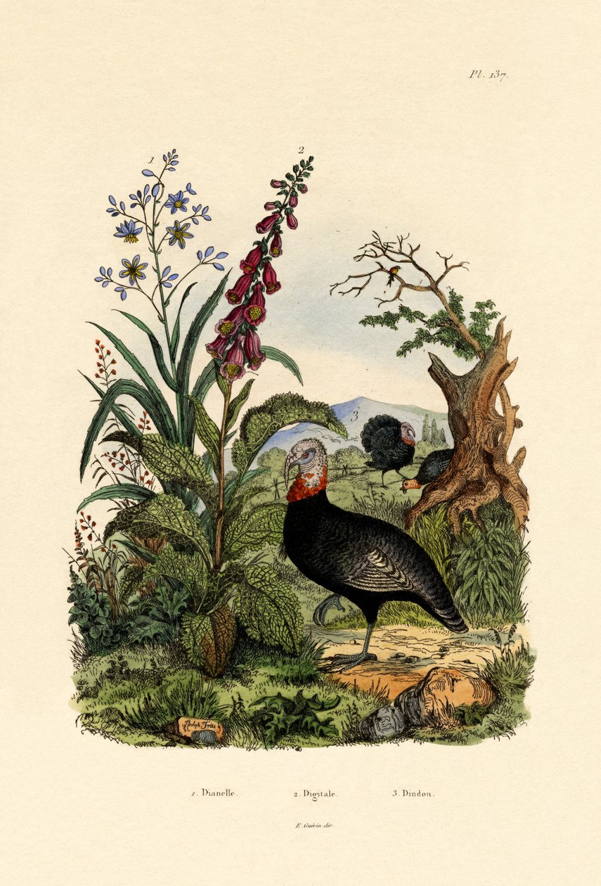 Flaxlily, 1833-39 de French School