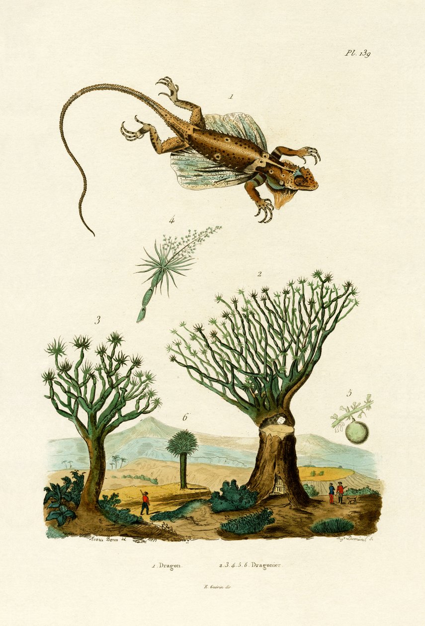 Dragão Voador, 1833-39 de French School