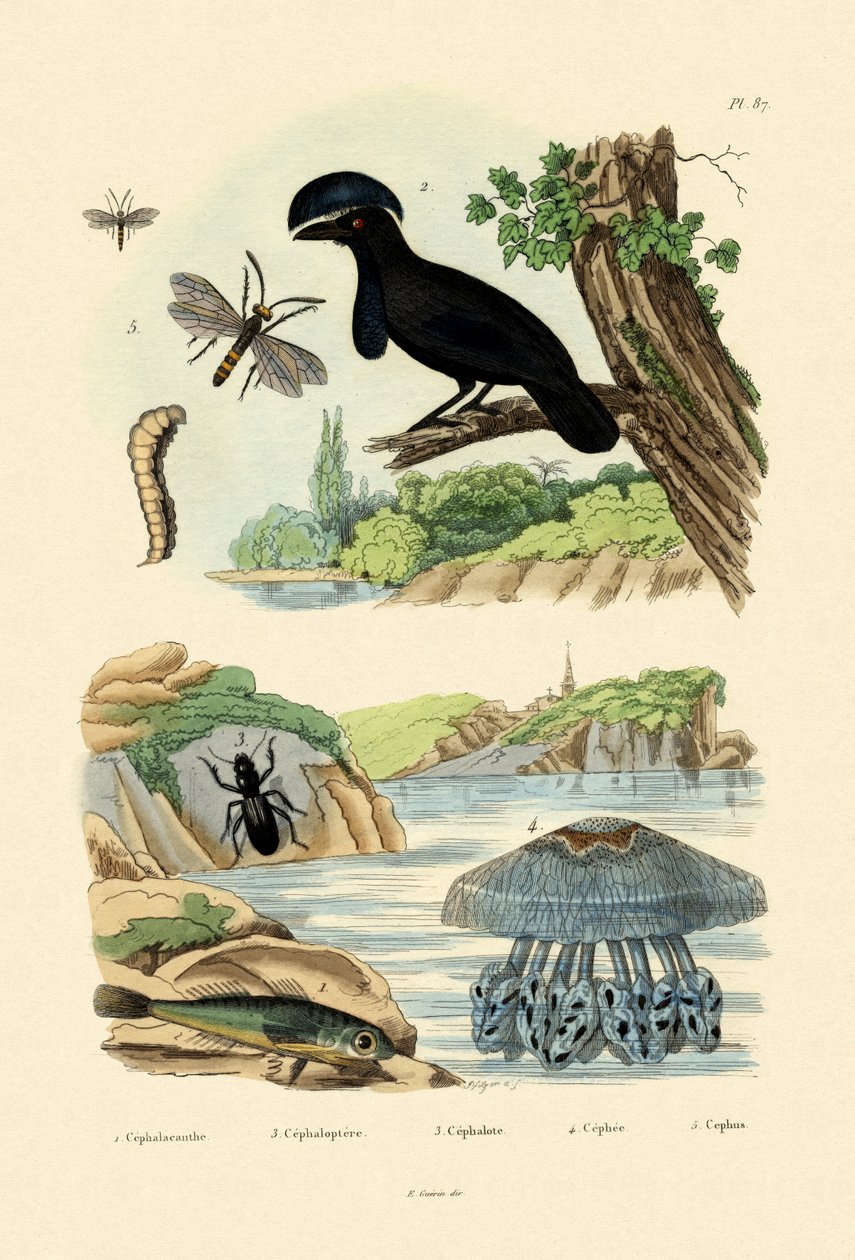 Bacamarte Voador, 1833-39 de French School