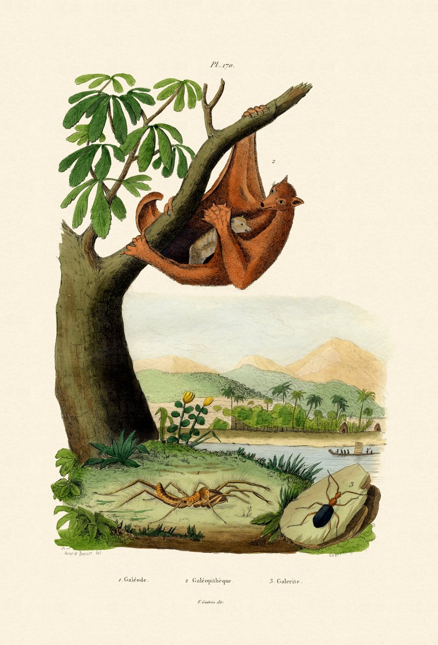 Lemur Voador, 1833-39 de French School