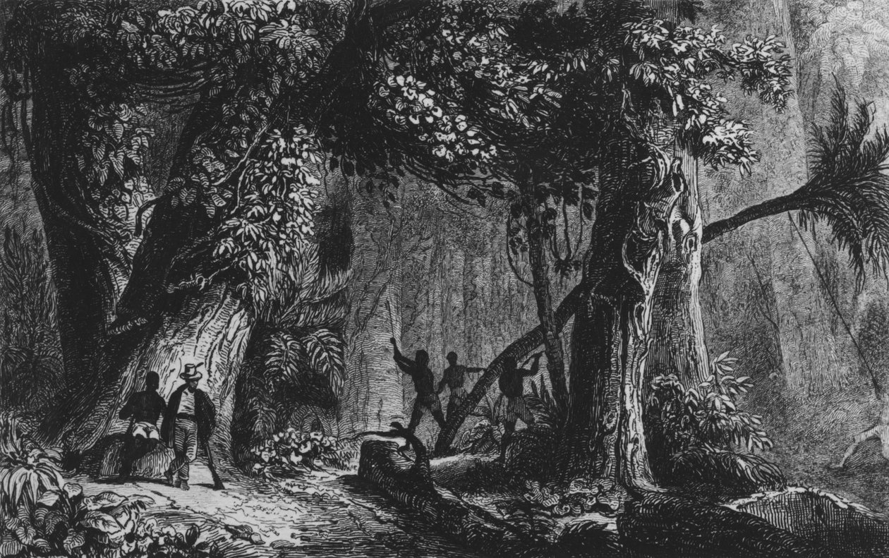 Abertura da floresta de &39;Bresil, Columbie em Guyanes&39;, por Ferdinand Denis e Cesar Famin 1839 de French School