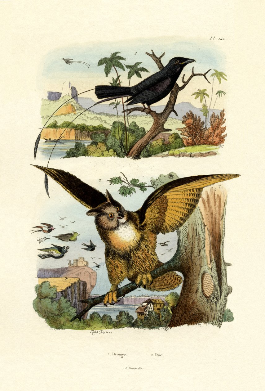 Drongo Garfo-atado, 1833-39 de French School