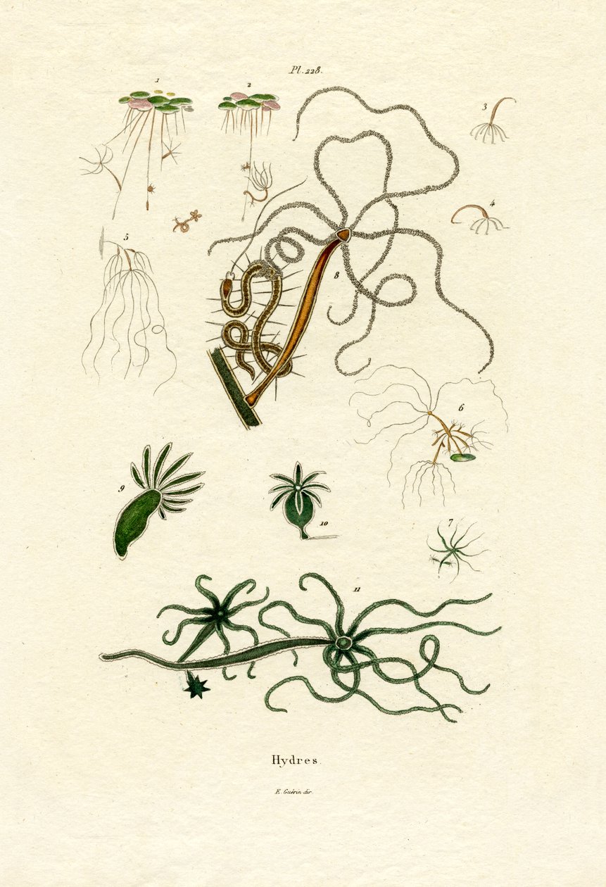 Pólipos de Água Doce, 1833-39 de French School