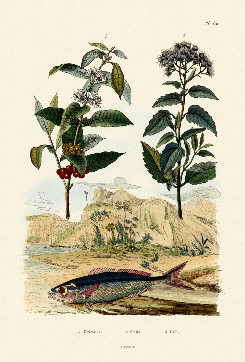 Fusilier, 1833-39 de French School
