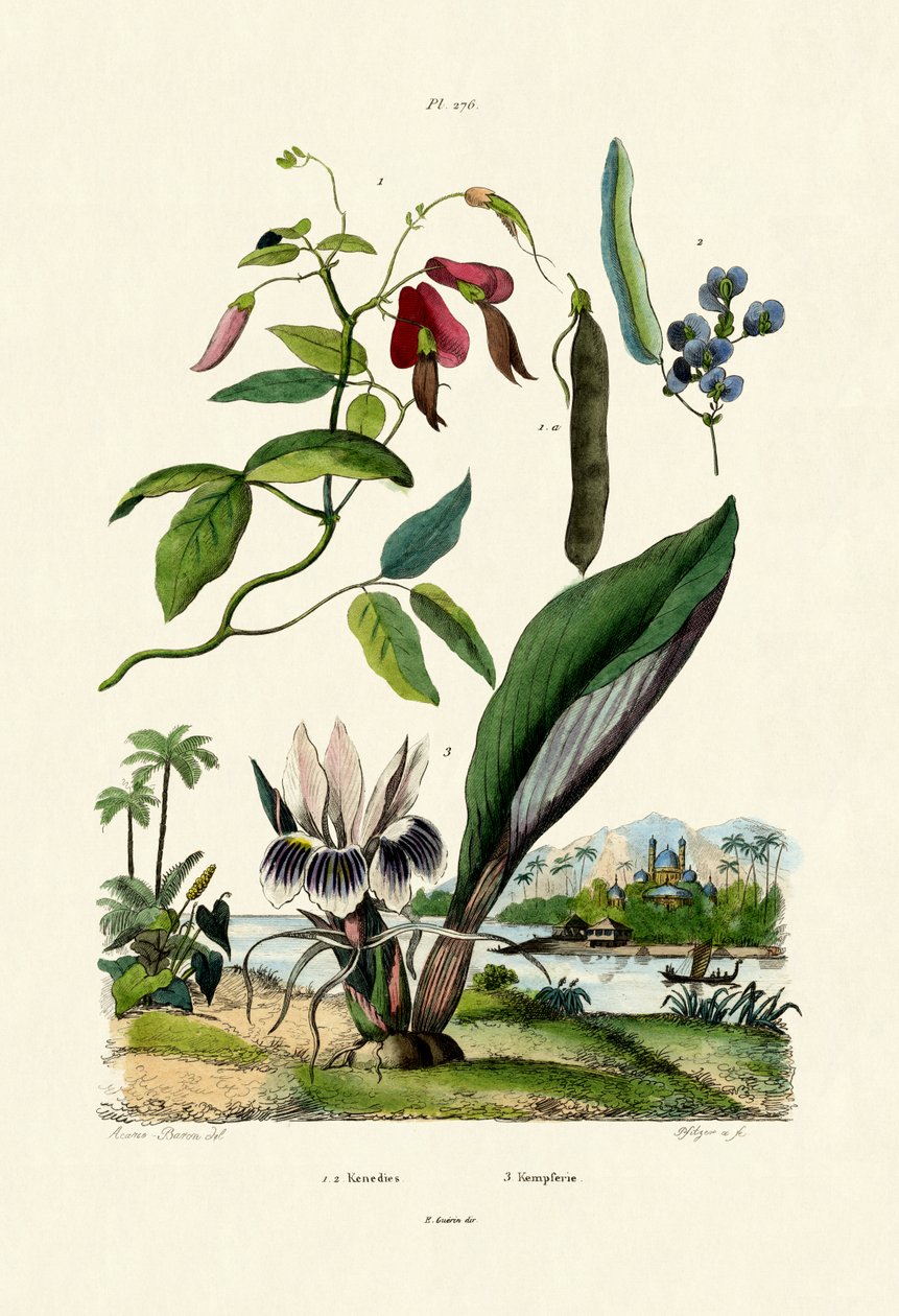 Galanga, 1833-39 de French School