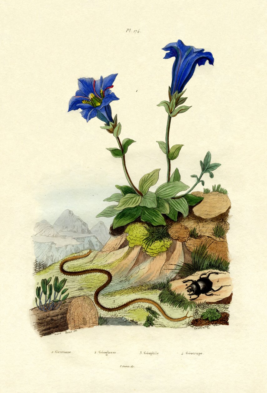 Genciana, 1833-39 de French School