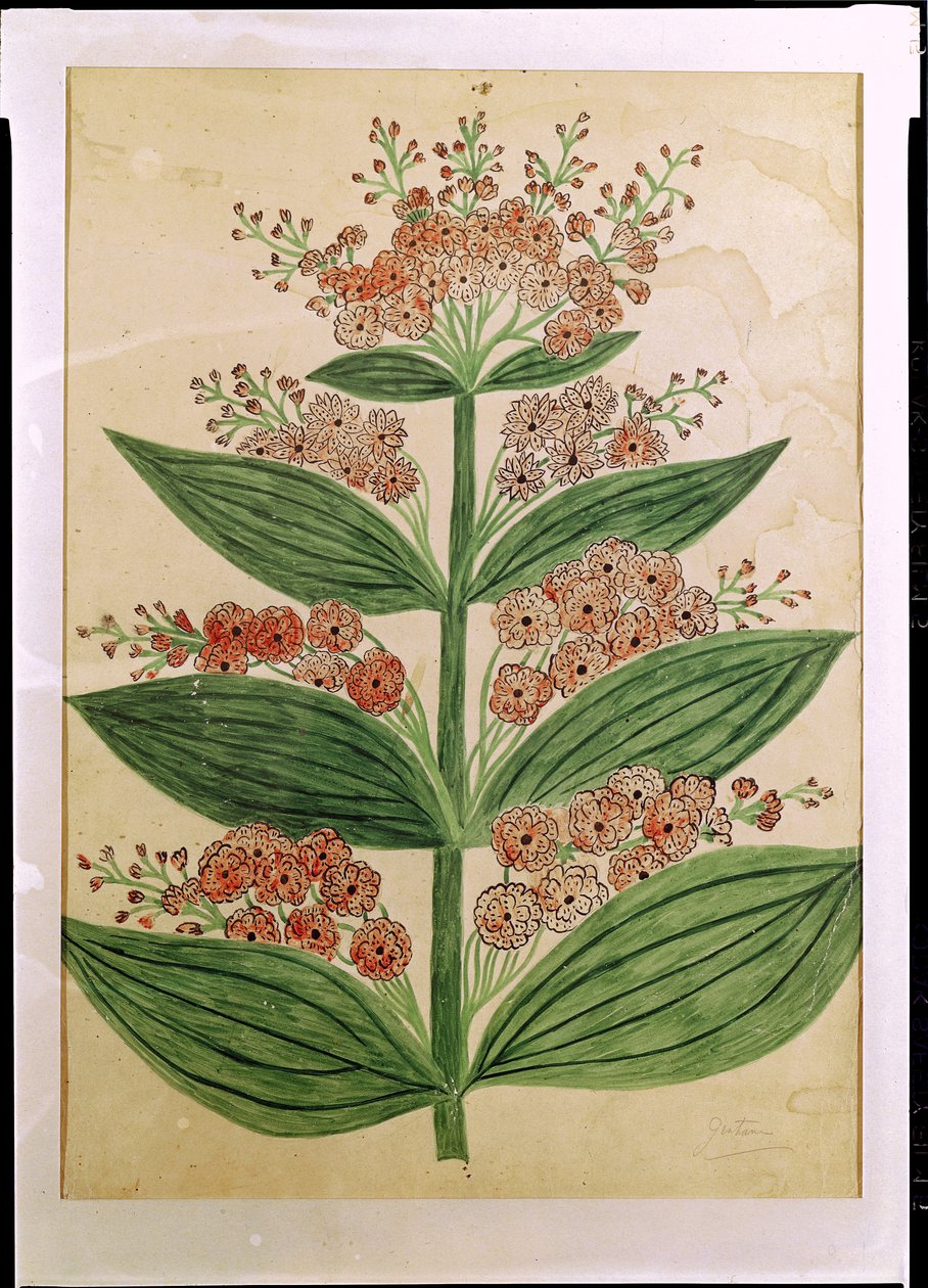 Genciana com flores imaginárias, placa de um comerciante de sementes em Oisans de French School