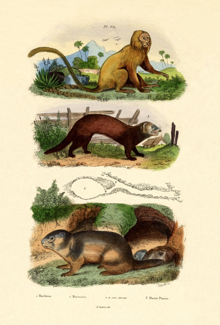 Tamarin Geoffroys, 1833-39 de French School