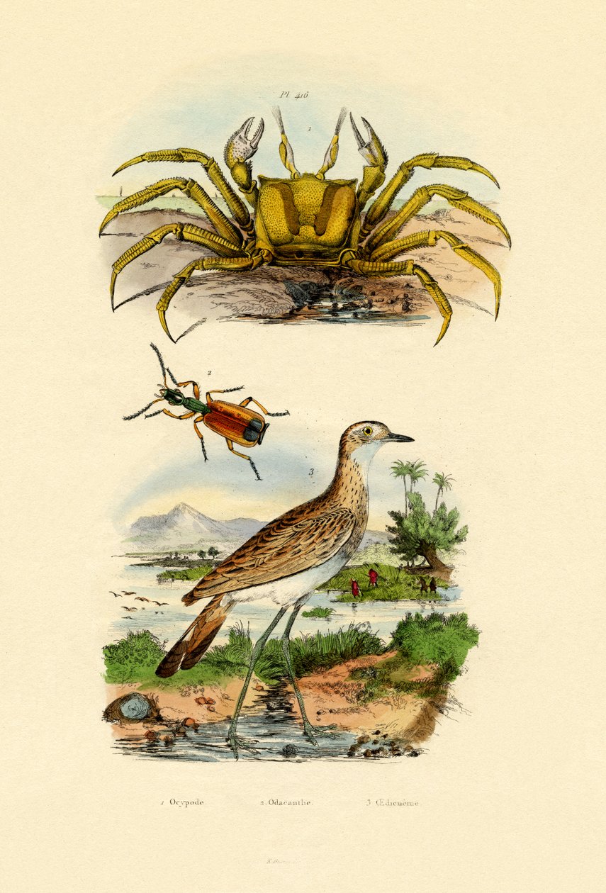 Caranguejo Fantasma, 1833-39 de French School