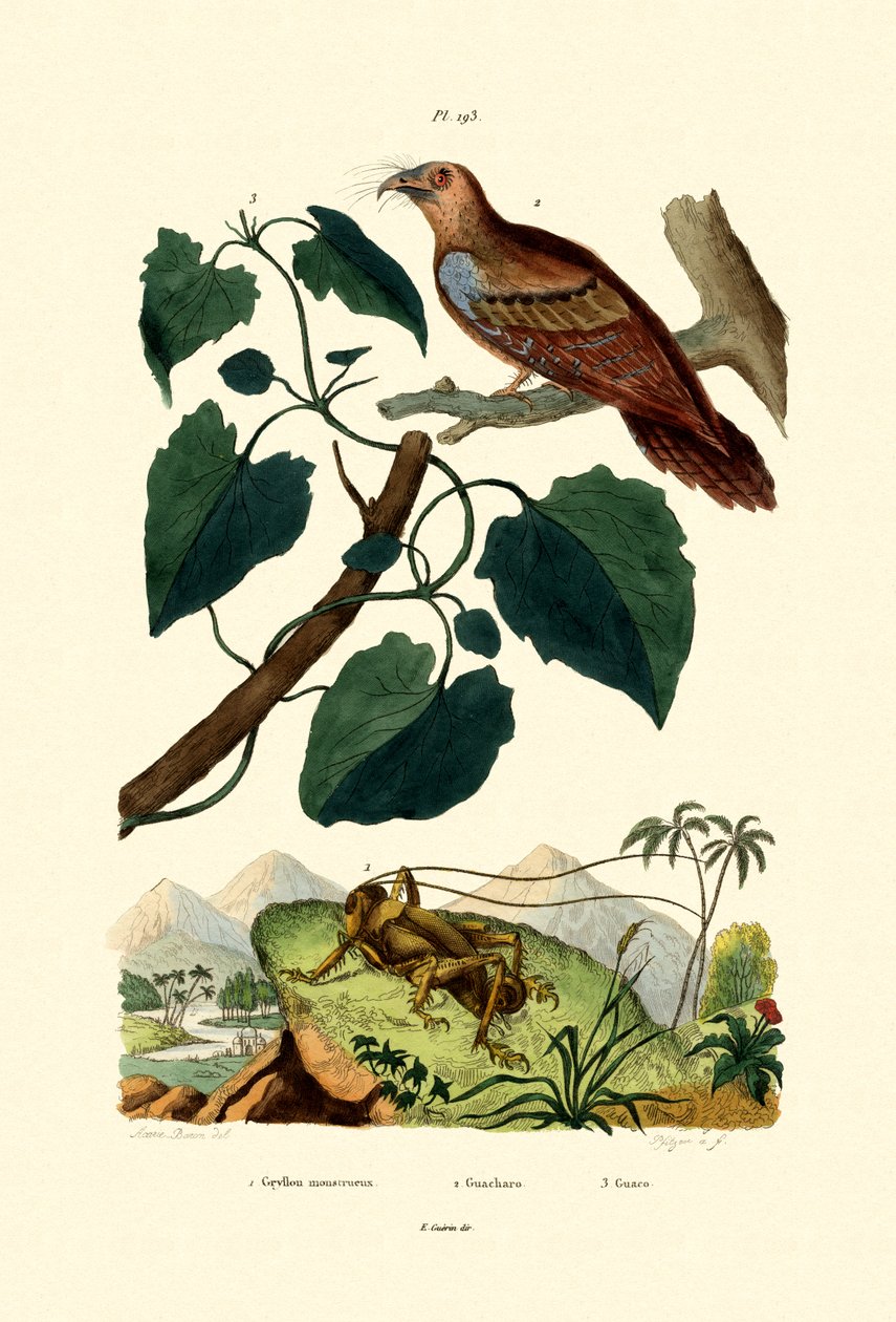 Críquete Gigante, 1833-39 de French School