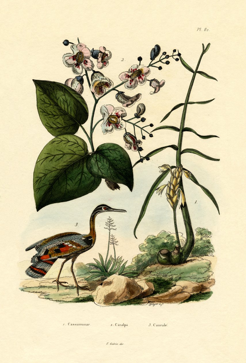 Gengibre, 1833-39 de French School