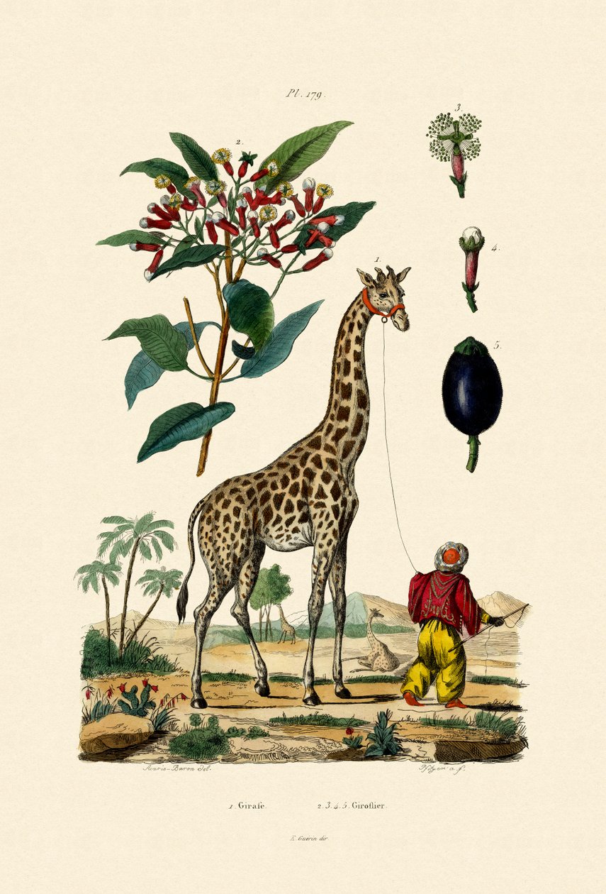Girafa, 1833-39 de French School