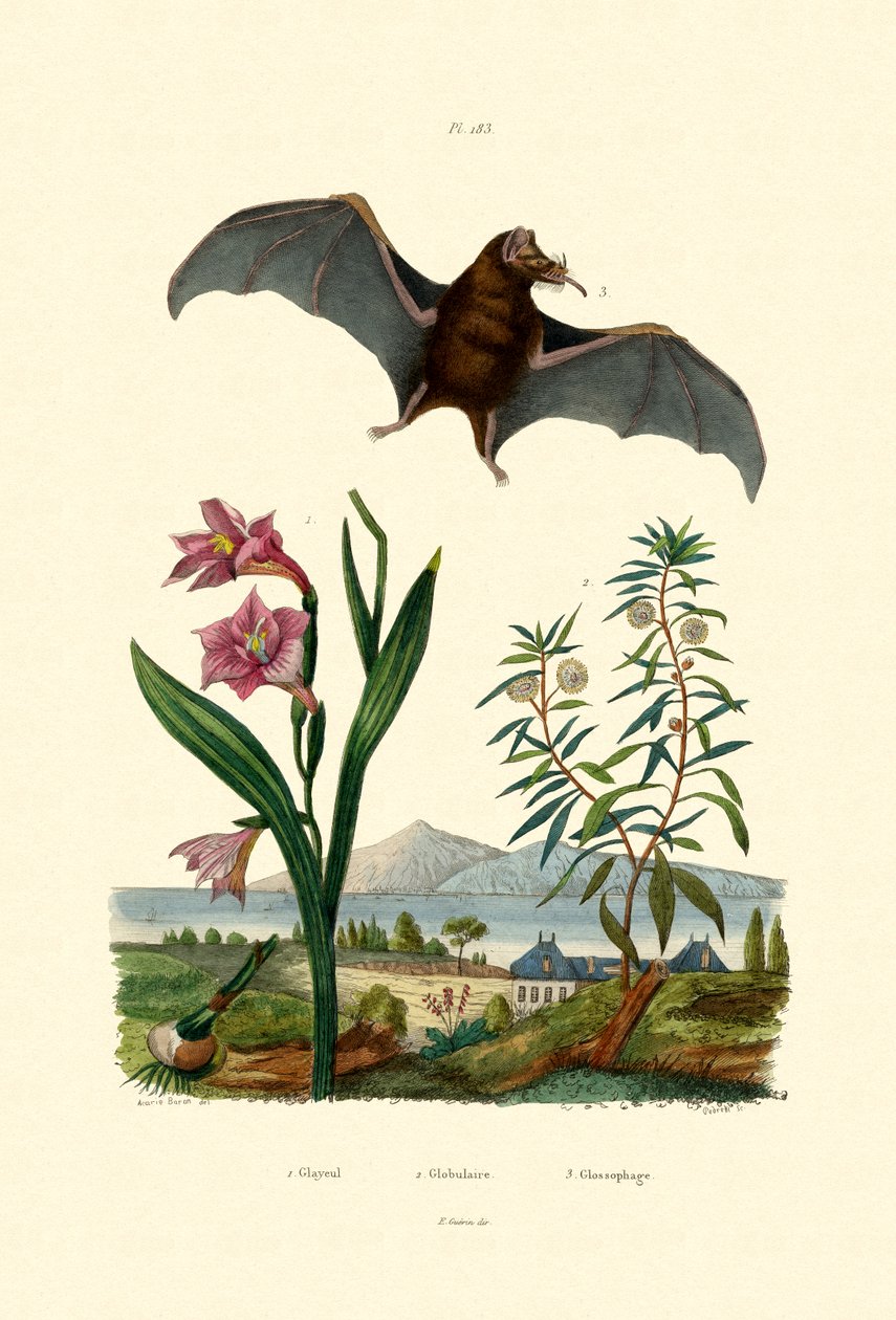 Gladiolus, 1833-39 de French School
