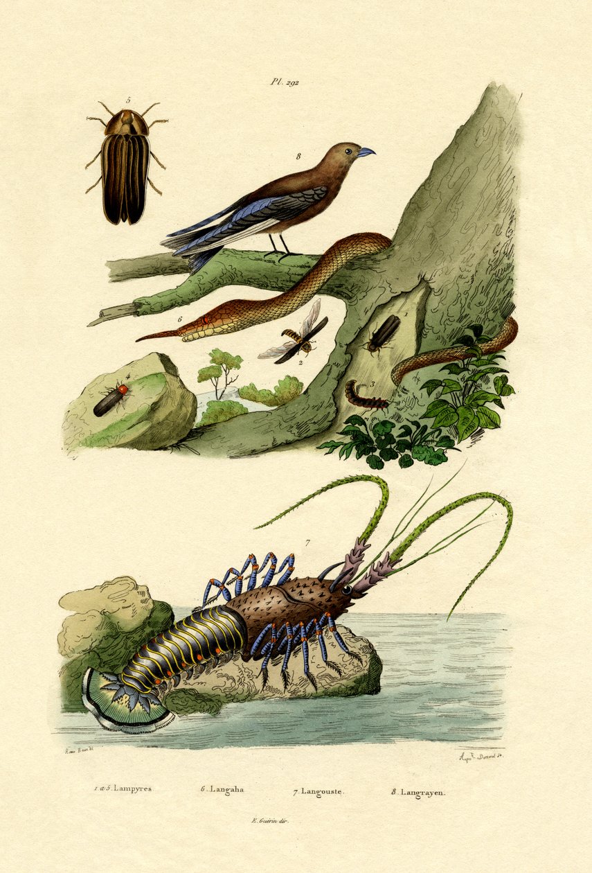 Glimworm, 1833-39 de French School