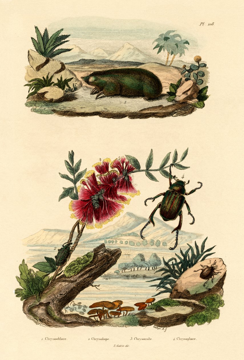 Toupeira Dourada, 1833-39 de French School