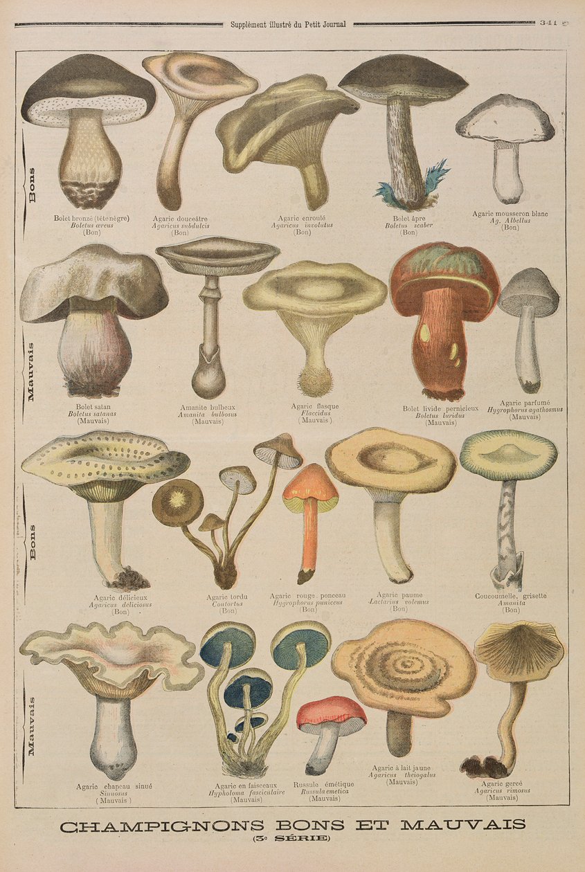 Cogumelos bons e maus, ilustração do suplemento ilustrado do Le Petit Journal, 26 de outubro de 1896 de French School