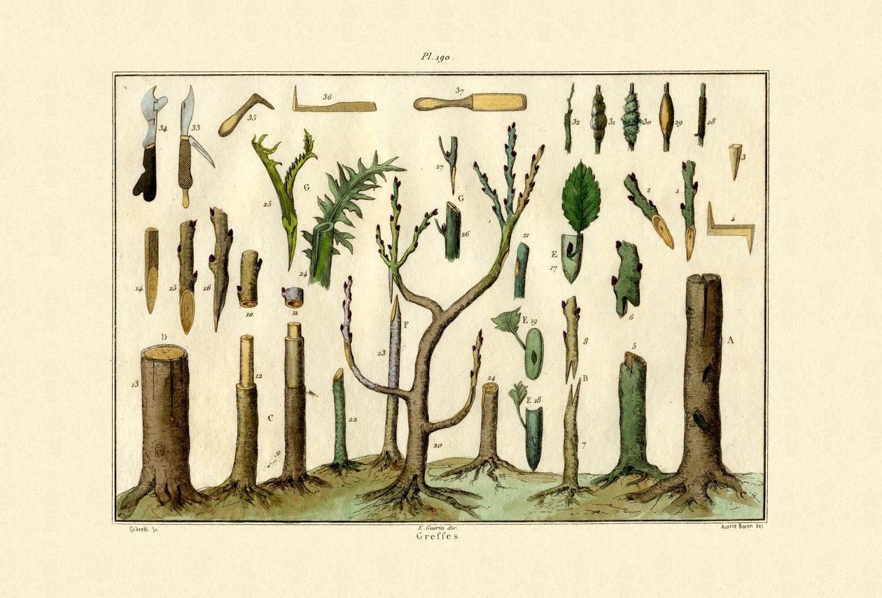 Enxerto, 1833-39 de French School