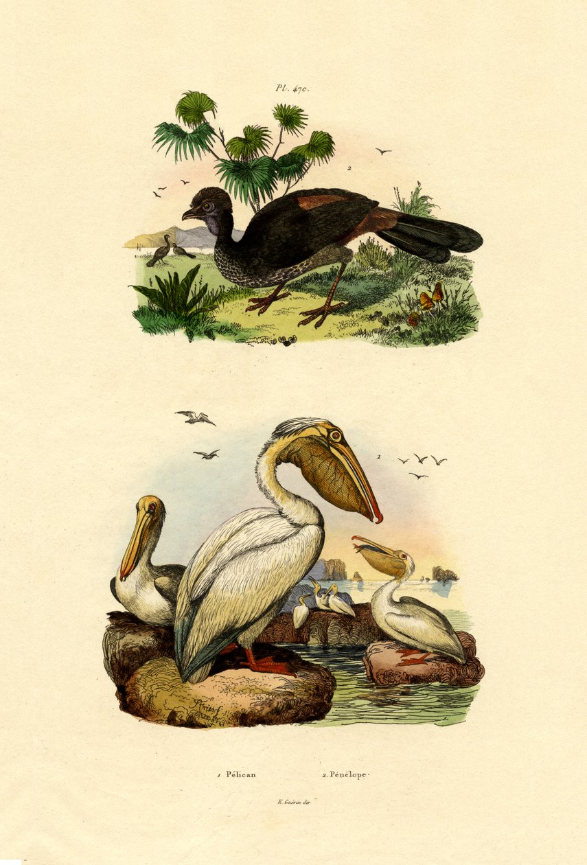 Grande pelicano branco, 1833-39 | French School