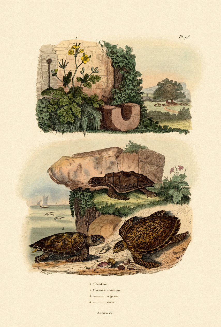 Maior Celandine, 1833-39 de French School