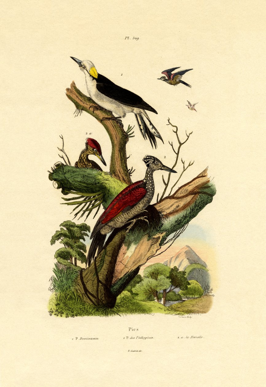 Maior Flameback, 1833-39 de French School