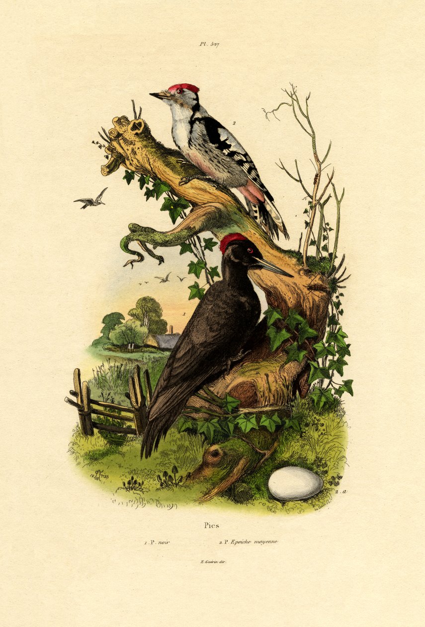 Pica-pau-malhado maior, 1833-39 de French School