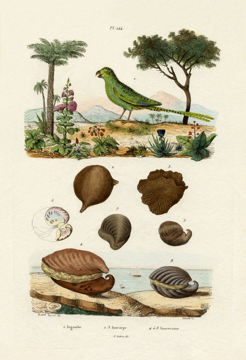 Papagaio terrestre, 1833-39 de French School