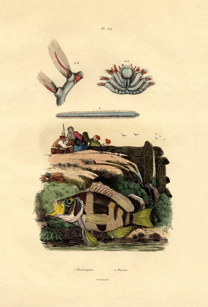 Garoupa, 1833-39 de French School