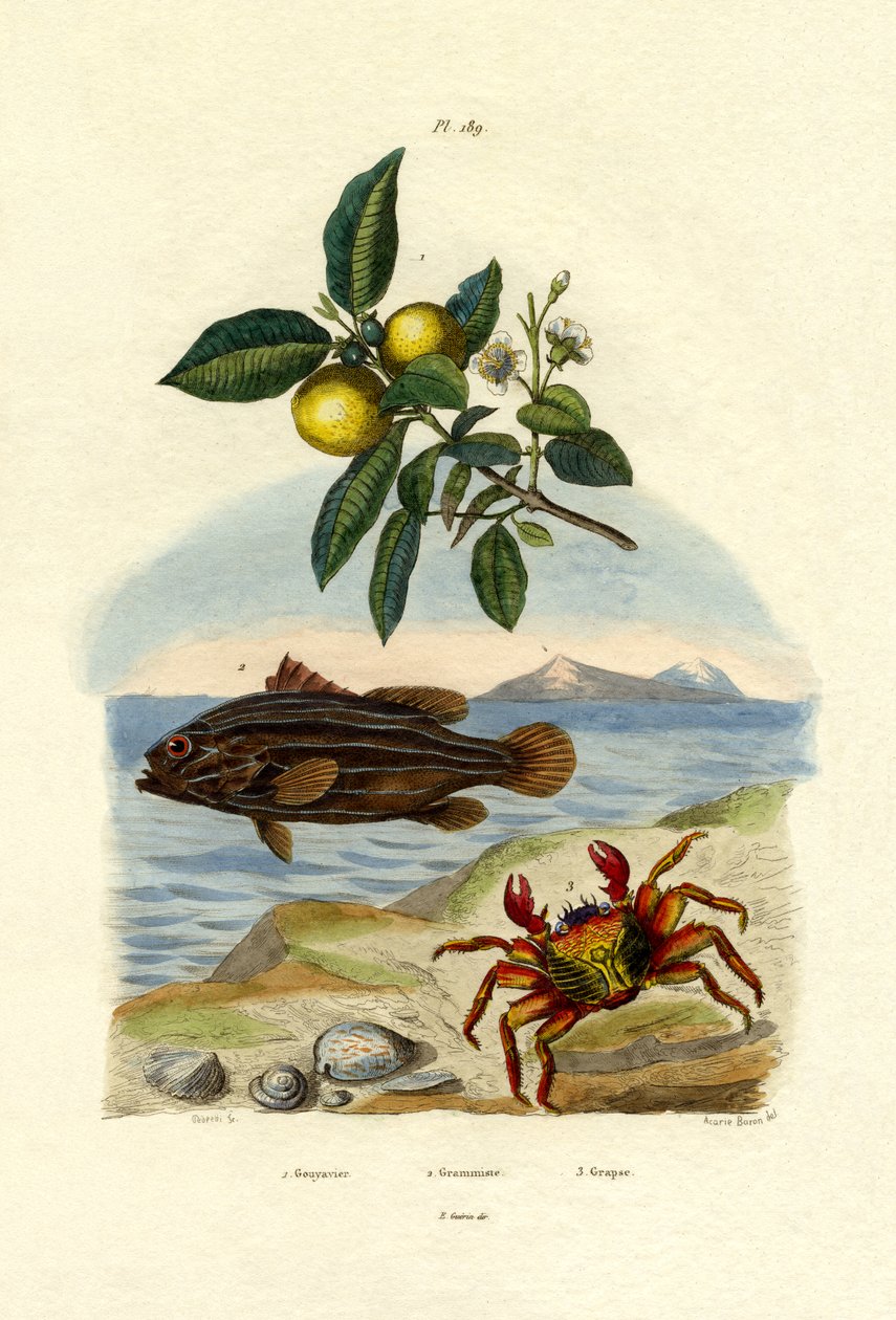 Guava, 1833-39 de French School