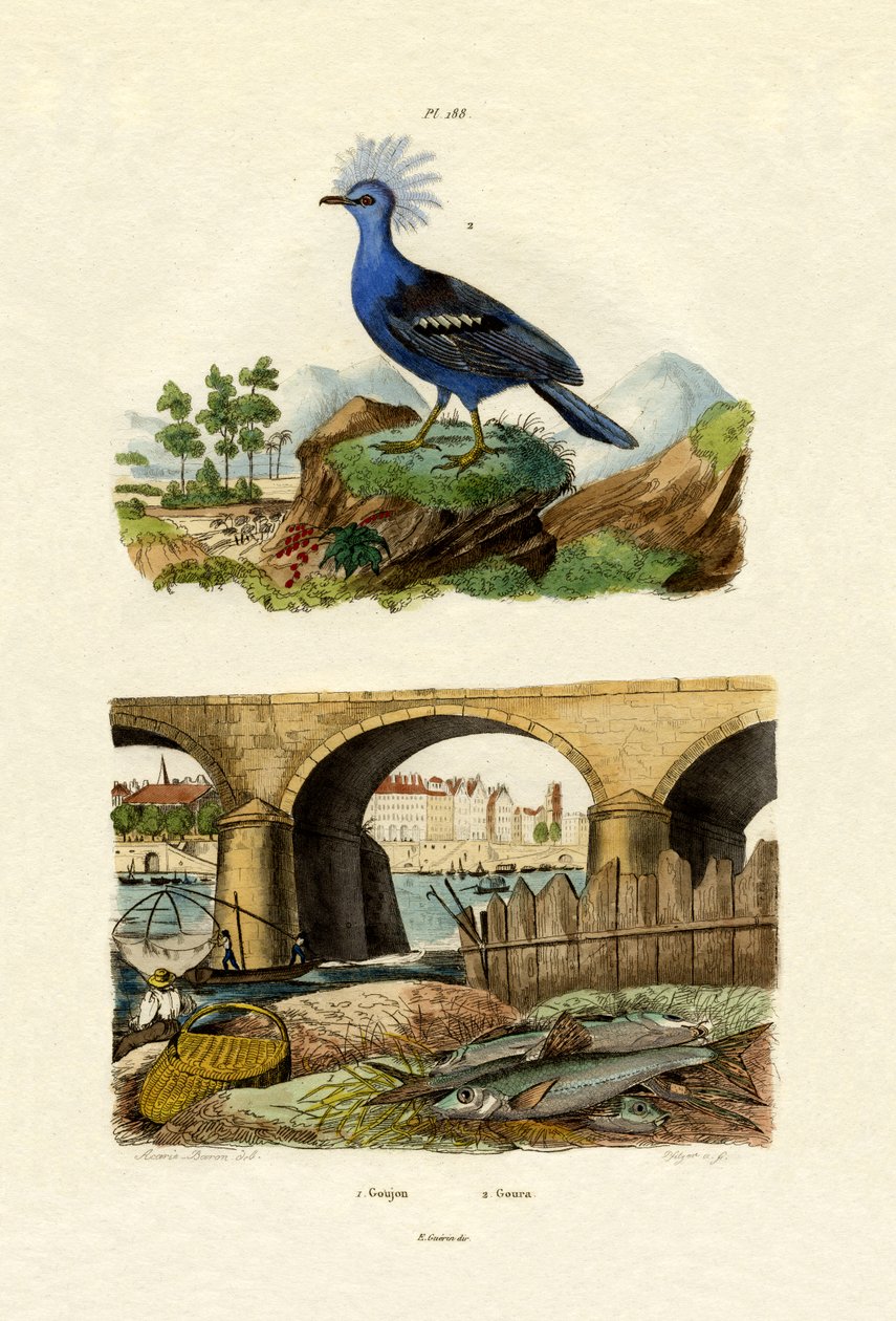 Gudgeon, 1833-39 de French School