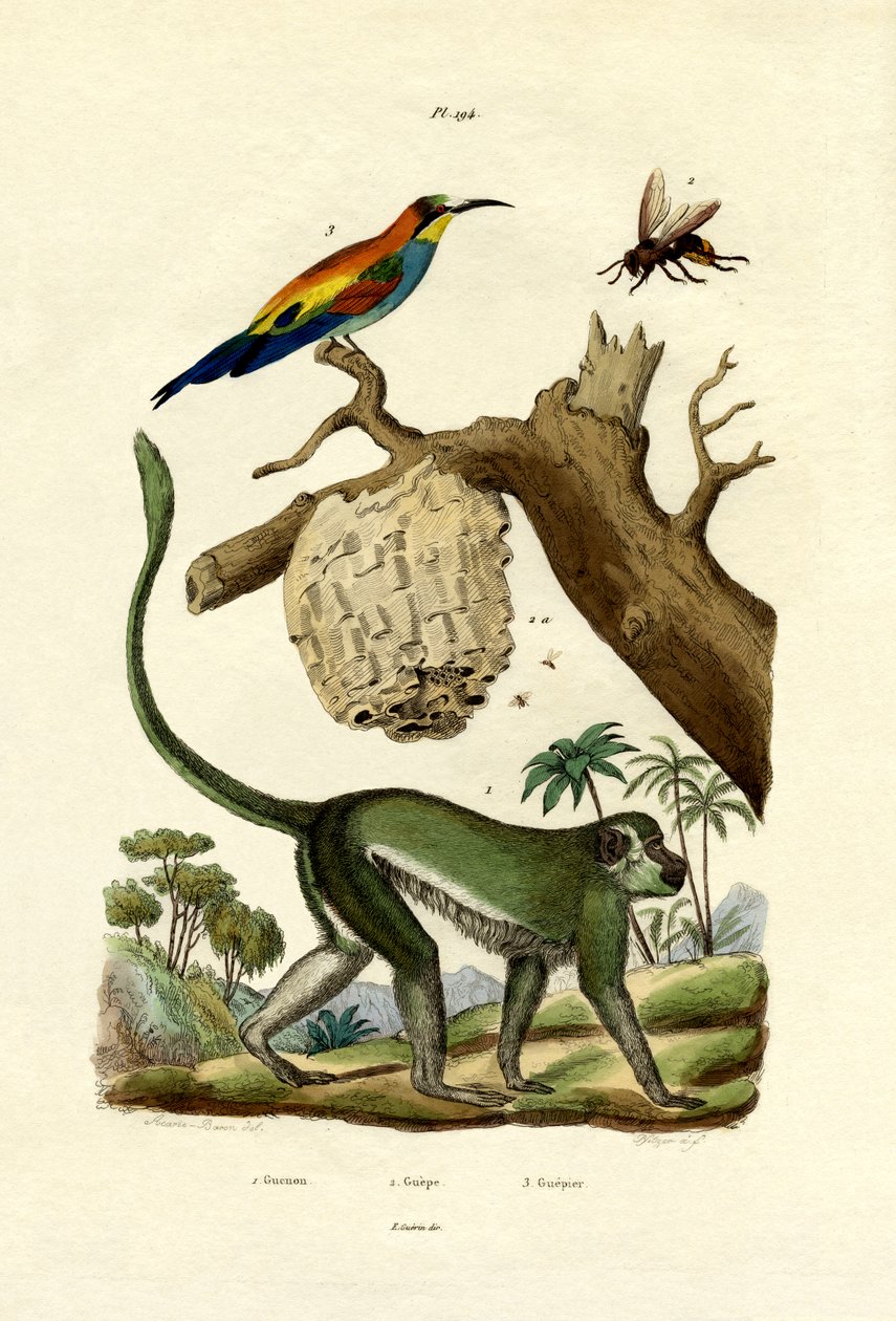 Guenon, 1833-39 de French School