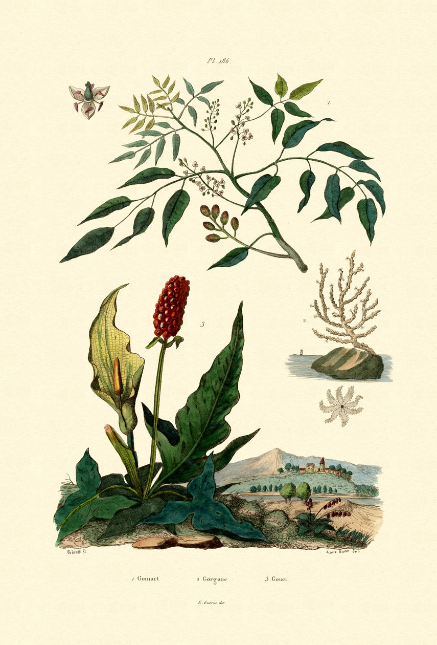Gumbo Limbo, 1833-39 de French School
