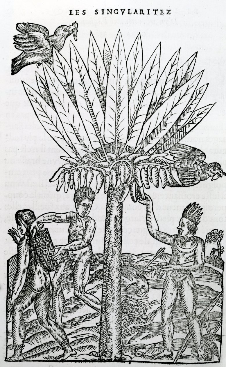 Colheita, ilustração de singularidades antárticas da França, por Andre de Thevet, 1558 de French School