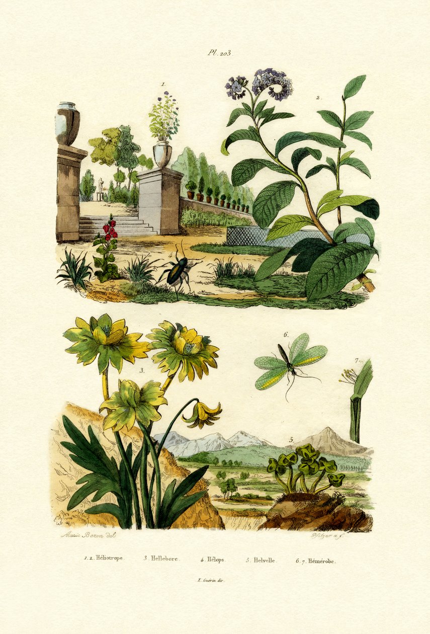 Heliotrópio, 1833-39 de French School