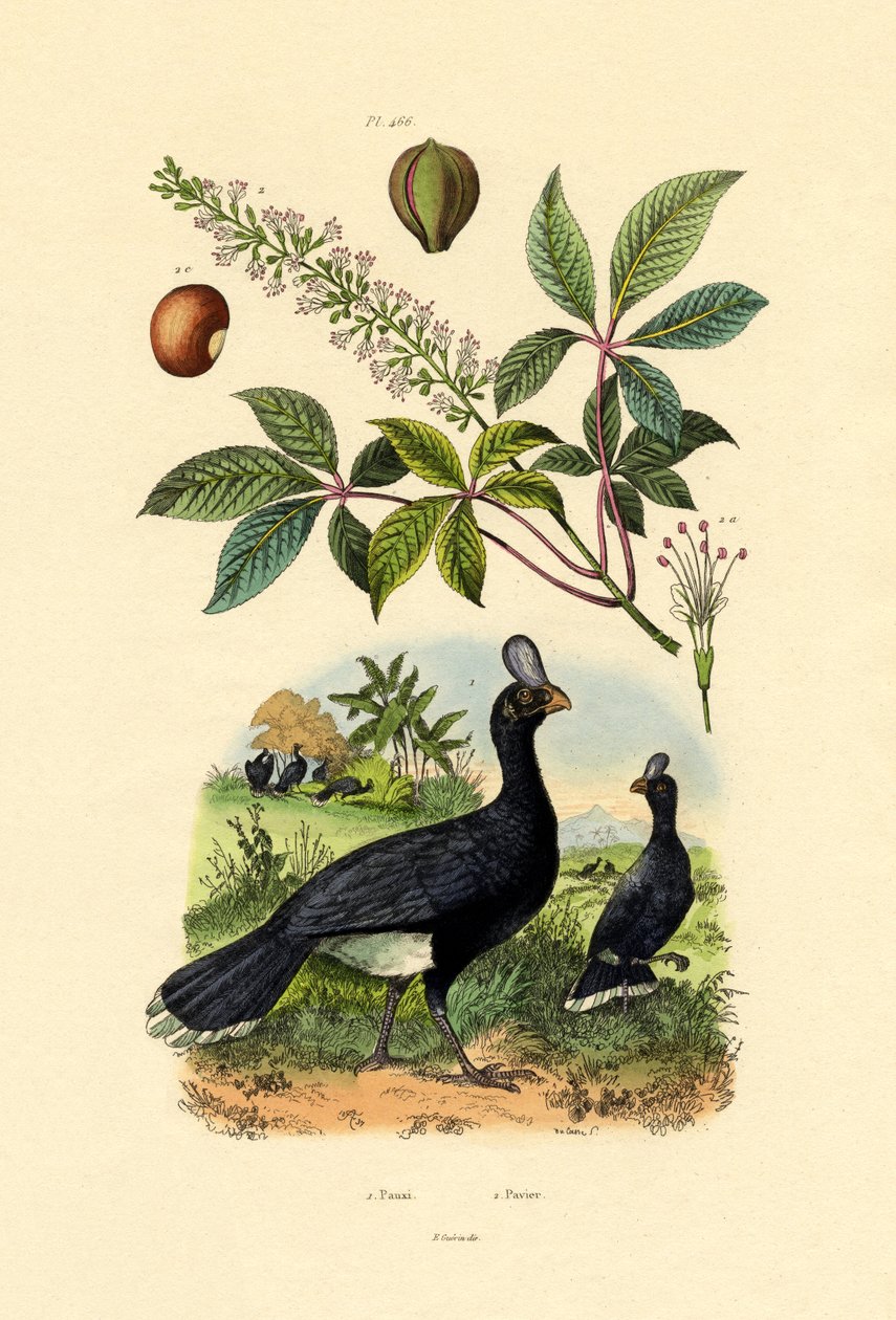 Curassow com capacete, 1833-39 de French School