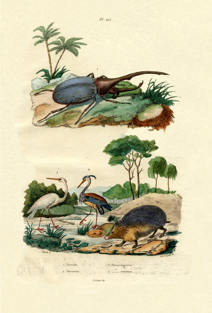 Besouro-Hércules, 1833-39 de French School