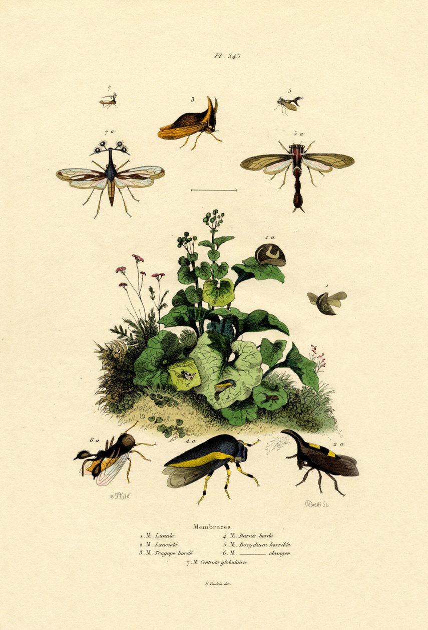 Homoptera, 1833-39 de French School