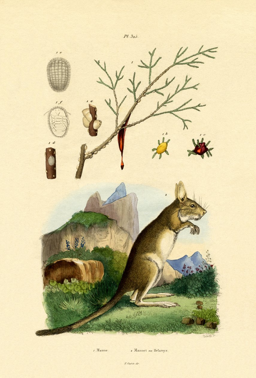 Melada, 1833-39 de French School