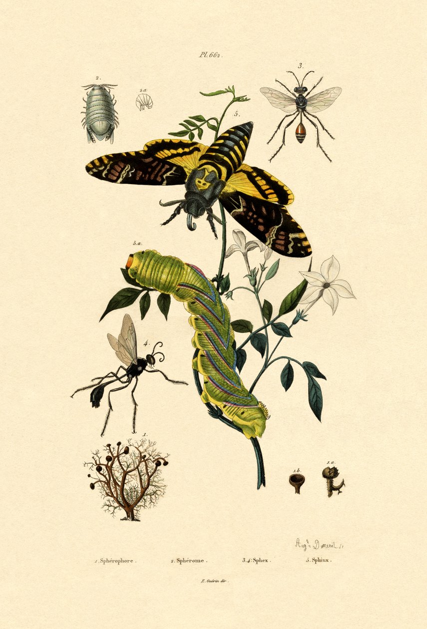 Hoverfly, 1833-39 de French School