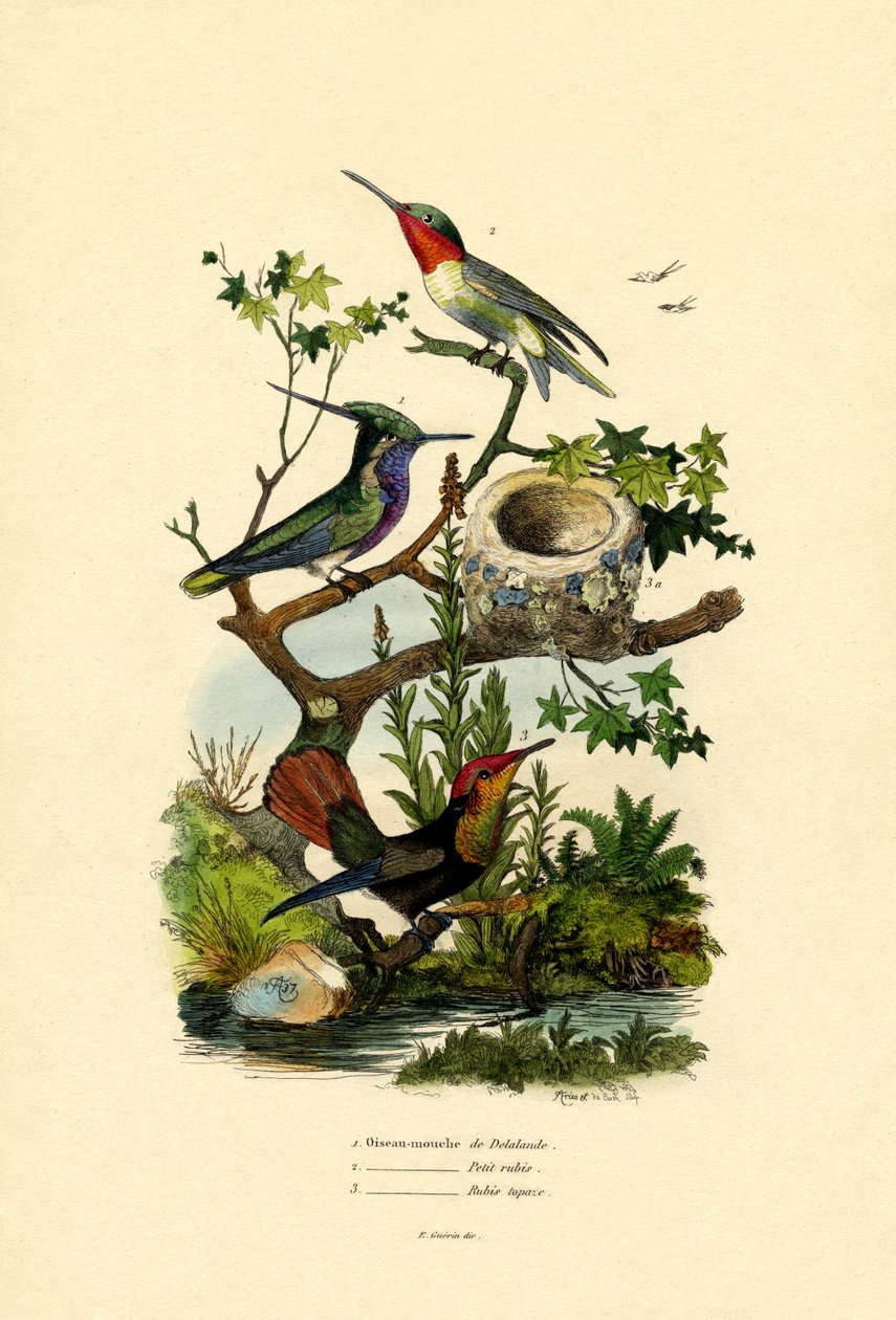 Beija-flores, 1833-39 de French School
