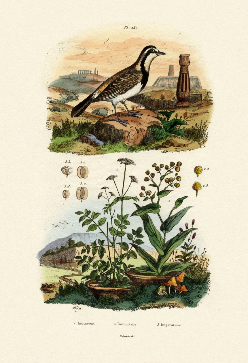 Imitador Sparrowhawk, 1833-39 de French School