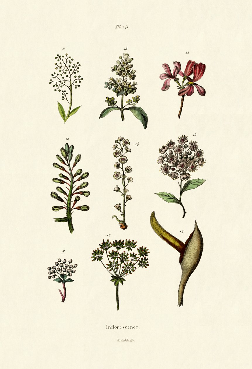 Inflorescência, 1833-39 de French School