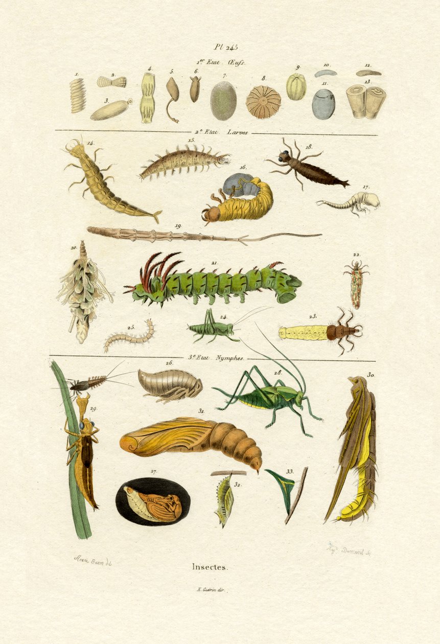 Insetos, 1833-39 de French School